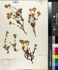 Eriogonum sphaerocephalum image