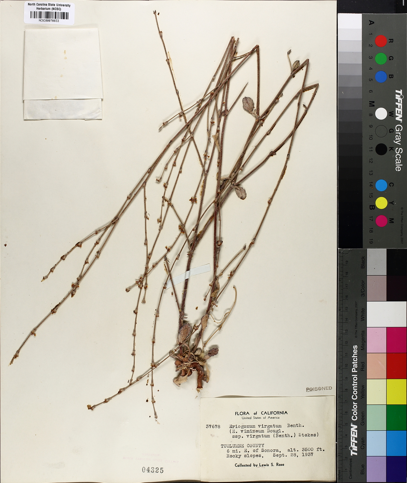 Eriogonum virgatum var. virgatum image
