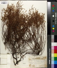 Polygonella polygama image