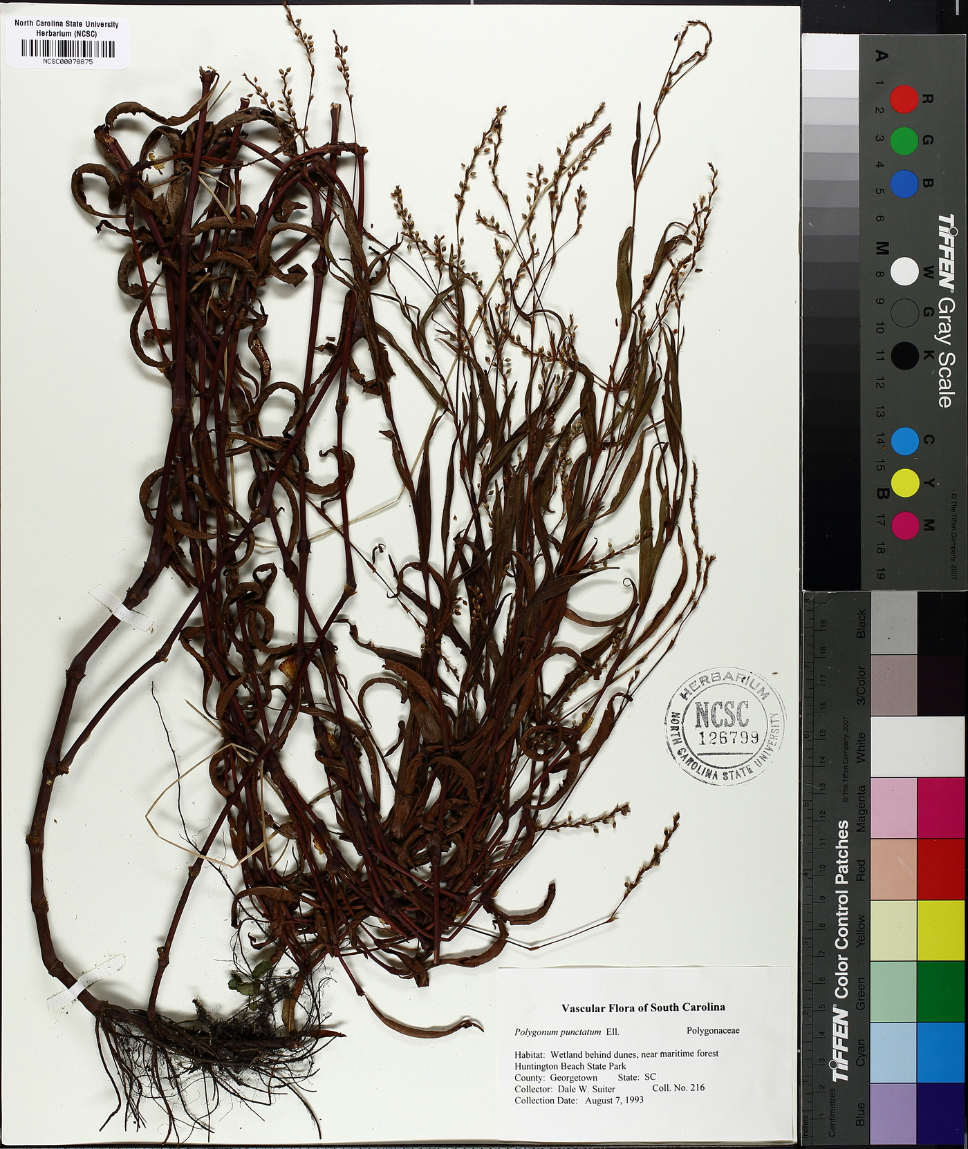 Polygonatum punctatum image