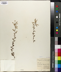 Polygonella polygama image