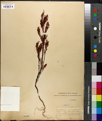 Polygonella articulata image