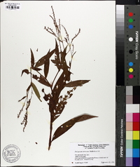 Polygonum setaceum image