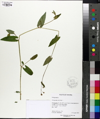 Persicaria arifolia image