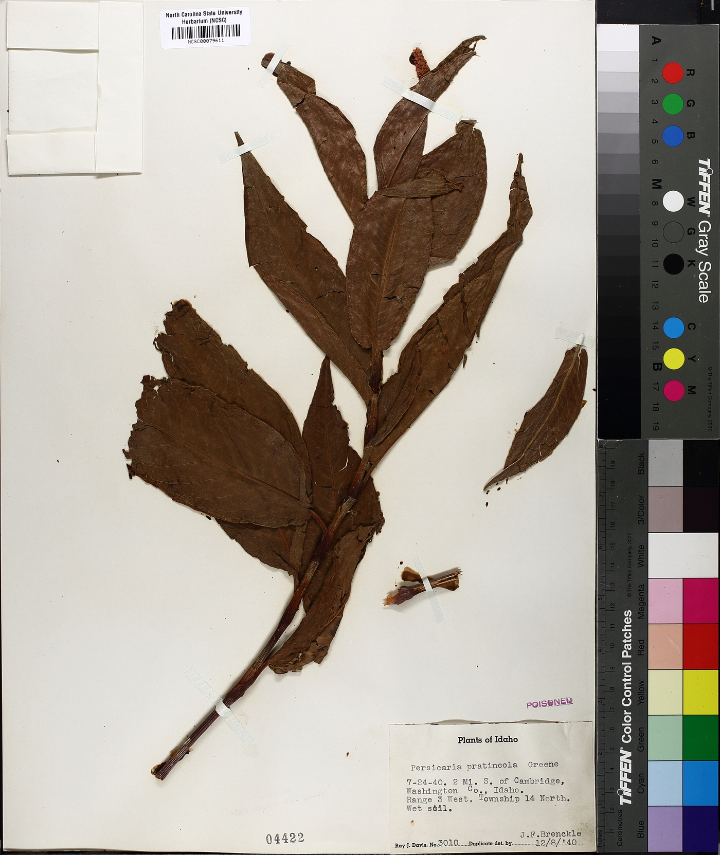 Persicaria pratincola image