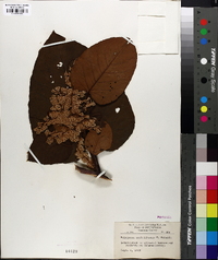 Fallopia sachalinensis image