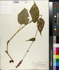 Persicaria amplexicaulis image