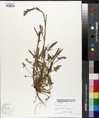 Rumex hastatulus image