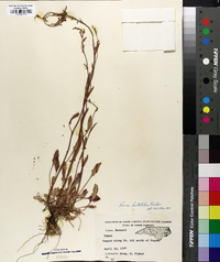 Rumex hastatulus image