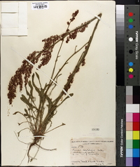 Rumex hastatulus image