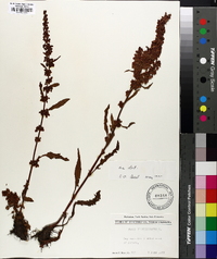 Rumex verticillatus image