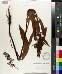 Rumex verticillatus image