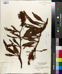 Rumex verticillatus image