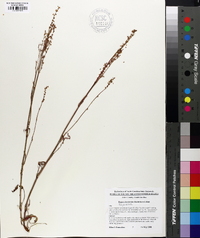 Rumex hastatulus image