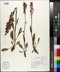 Rumex paucifolius image