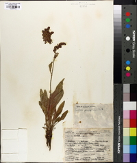 Rumex paucifolius image