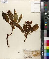 Rumex venosus image