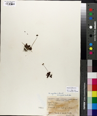 Drosera capillaris image