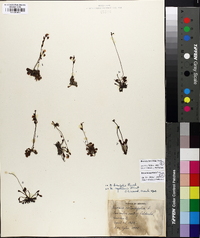 Drosera brevifolia image