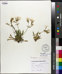 Silene caroliniana subsp. pensylvanica image