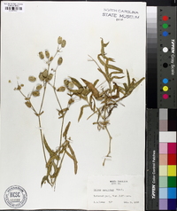 Silene vulgaris image