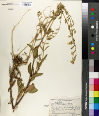 Silene dichotoma image