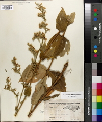 Silene ovata image