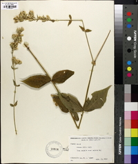 Silene ovata image