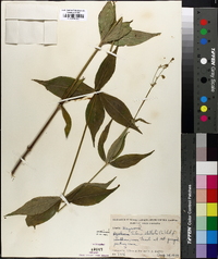 Silene stellata image