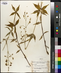 Silene stellata image