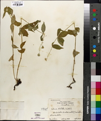 Silene stellata image