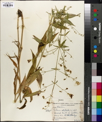 Silene stellata image