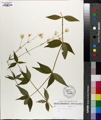 Silene stellata image