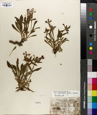 Silene caroliniana subsp. pensylvanica image