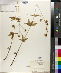 Silene stellata image