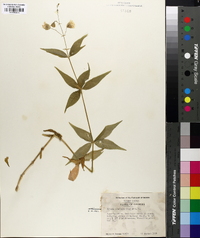 Silene stellata image