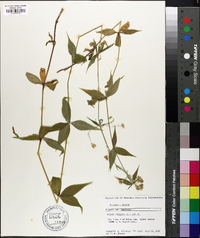 Silene stellata image