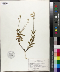 Silene stellata image