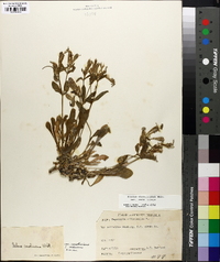 Silene caroliniana image