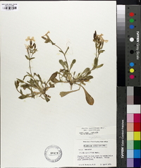 Silene caroliniana subsp. caroliniana image