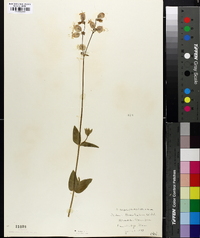 Silene latifolia image