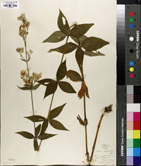 Silene stellata image