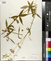 Silene stellata image