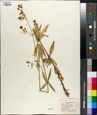 Silene stellata image