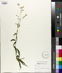 Silene stellata image