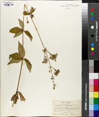 Silene stellata image