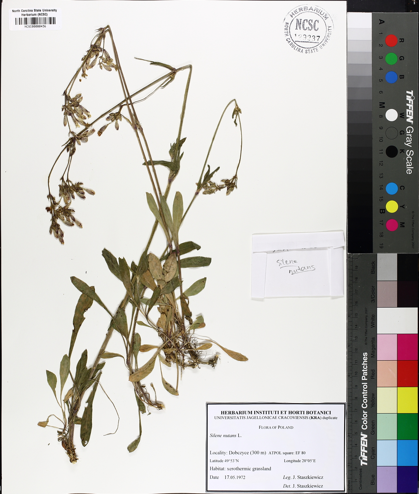 Silene nutans image