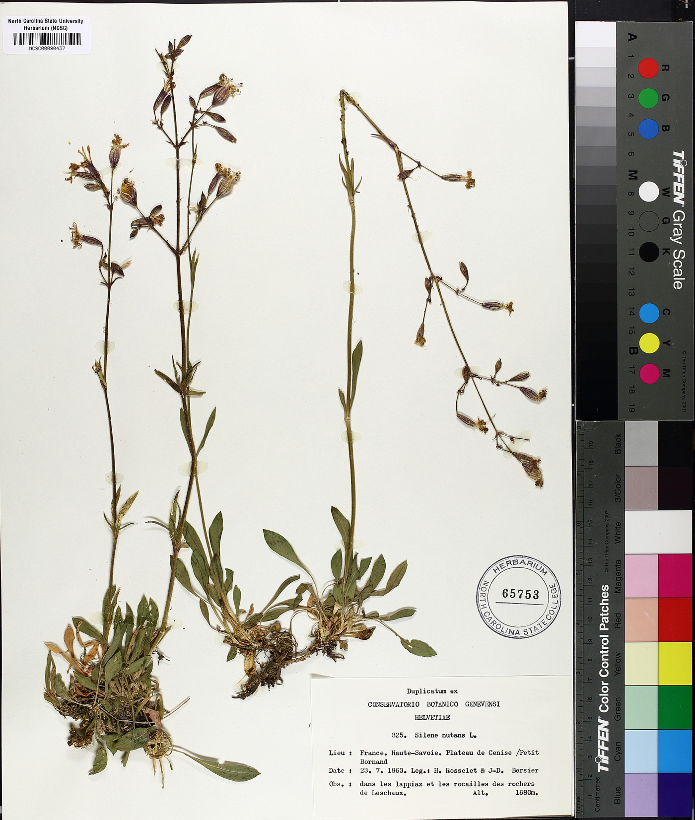 Silene nutans image