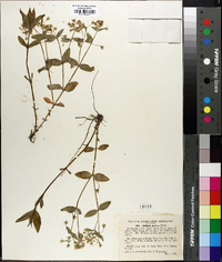 Stellaria pubera image