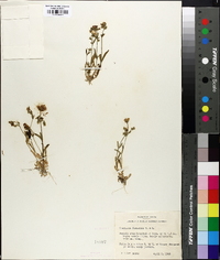 Stellaria nuttallii image